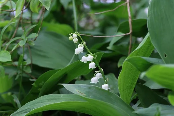 Beginning May 1St Germany